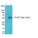 Western blot - APLF (Ab-116) Antibody from Signalway Antibody (33273) - Antibodies.com