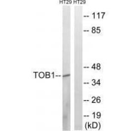 Western blot - TOB1 (Ab-164) Antibody from Signalway Antibody (33296) - Antibodies.com