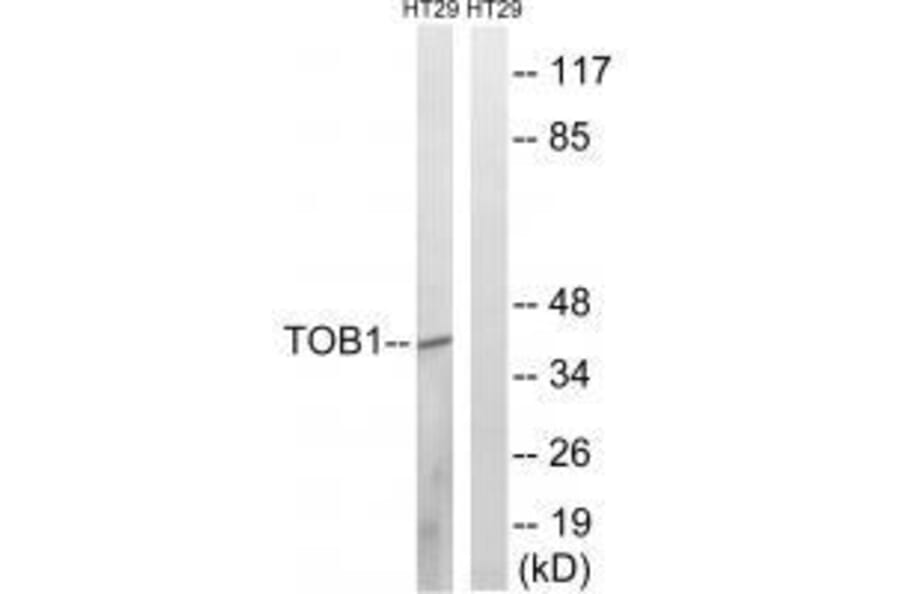 Western blot - TOB1 (Ab-164) Antibody from Signalway Antibody (33296) - Antibodies.com