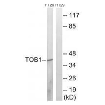 Western blot - TOB1 (Ab-164) Antibody from Signalway Antibody (33296) - Antibodies.com