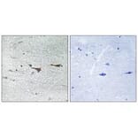 Immunohistochemistry - TOB1 (Ab-164) Antibody from Signalway Antibody (33296) - Antibodies.com