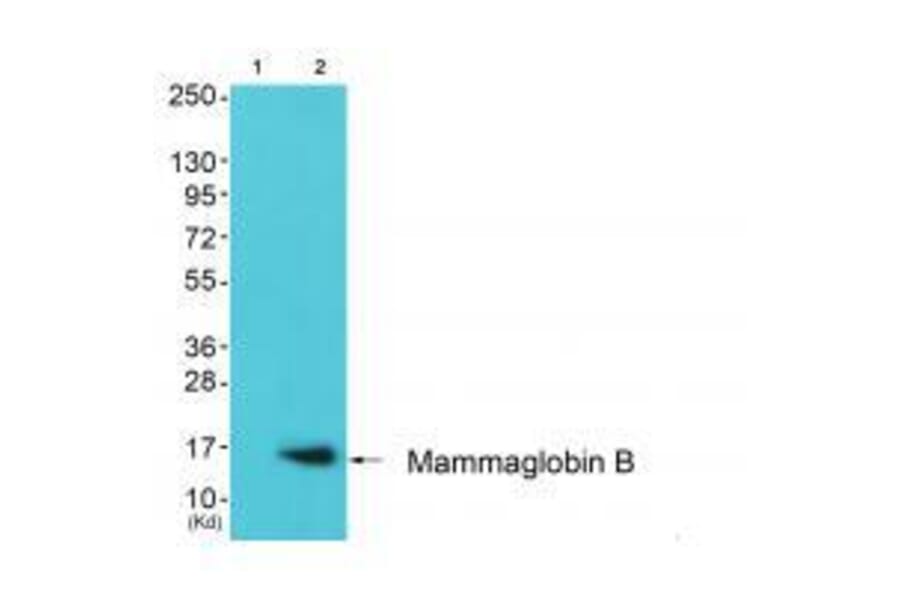 Western blot - Mammaglobin B Antibody from Signalway Antibody (33428) - Antibodies.com