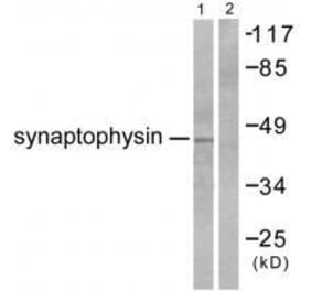 Western blot - Synaptophysin Antibody from Signalway Antibody (33492) - Antibodies.com