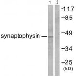 Western blot - Synaptophysin Antibody from Signalway Antibody (33492) - Antibodies.com