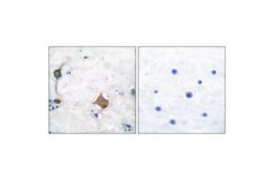 Immunohistochemistry - Synaptophysin Antibody from Signalway Antibody (33492) - Antibodies.com