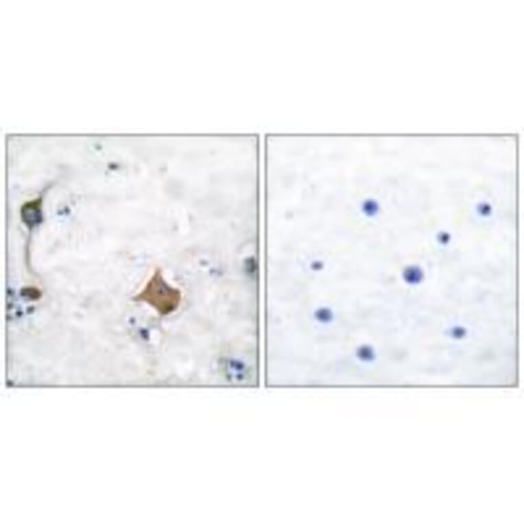 Immunohistochemistry - Synaptophysin Antibody from Signalway Antibody (33492) - Antibodies.com