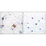 Immunohistochemistry - Synaptophysin Antibody from Signalway Antibody (33492) - Antibodies.com
