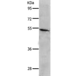 CKMT1A/CKMT1B Antibody from Signalway Antibody (36996) - Antibodies.com