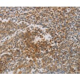 Immunohistochemistry - CKMT1A/CKMT1B Antibody from Signalway Antibody (36996) - Antibodies.com
