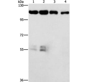 CDK11A/CDK11B Antibody from Signalway Antibody (37479) - Antibodies.com