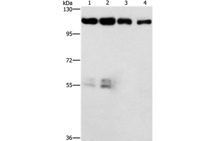 CDK11A/CDK11B Antibody from Signalway Antibody (37479) - Antibodies.com