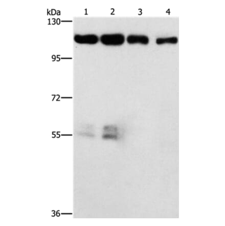 CDK11A/CDK11B Antibody from Signalway Antibody (37479) - Antibodies.com