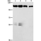 CDK11A/CDK11B Antibody from Signalway Antibody (37479) - Antibodies.com