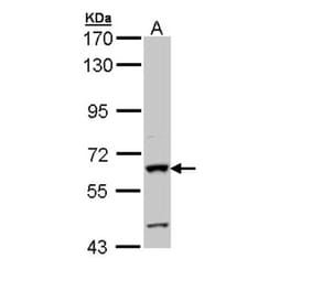 alkaline phosphatase (intestinal) antibody from Signalway Antibody (22854) - Antibodies.com