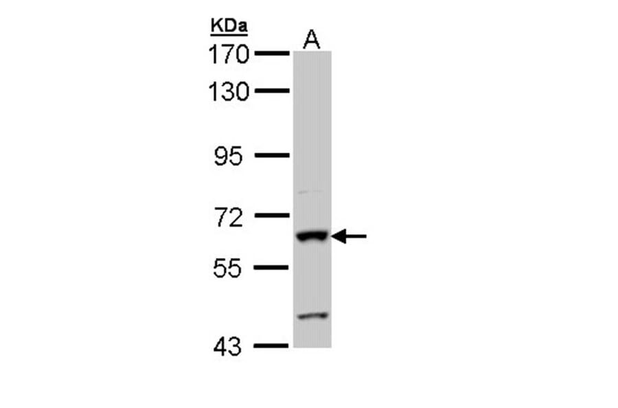 alkaline phosphatase (intestinal) antibody from Signalway Antibody (22854) - Antibodies.com
