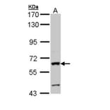 alkaline phosphatase (intestinal) antibody from Signalway Antibody (22854) - Antibodies.com