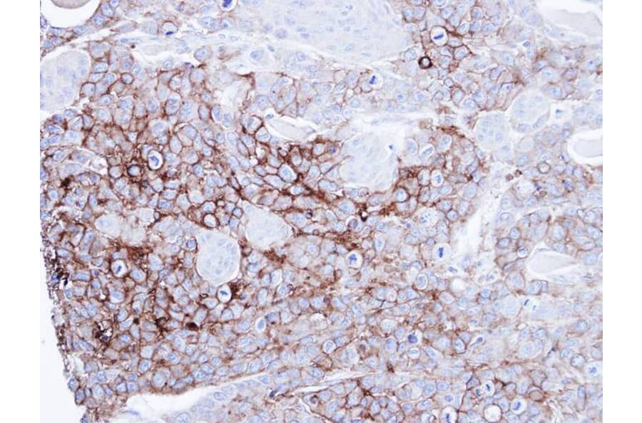 Immunohistochemistry - alkaline phosphatase (intestinal) antibody from Signalway Antibody (22854) - Antibodies.com