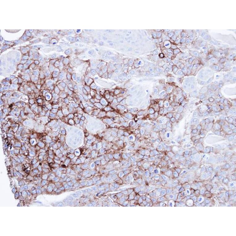 Immunohistochemistry - alkaline phosphatase (intestinal) antibody from Signalway Antibody (22854) - Antibodies.com