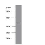 Creatine kinase M-type Polyclonal Antibody from Signalway Antibody (42513) - Antibodies.com