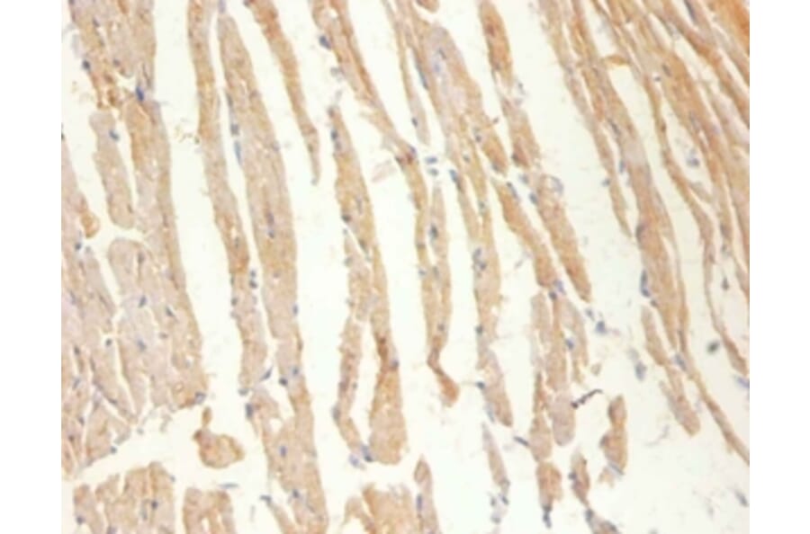 Immunohistochemistry - Creatine kinase M-type Polyclonal Antibody from Signalway Antibody (42513) - Antibodies.com