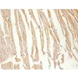 Immunohistochemistry - Creatine kinase M-type Polyclonal Antibody from Signalway Antibody (42513) - Antibodies.com