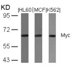 Western blot - Myc (Ab-358) Antibody from Signalway Antibody (21035) - Antibodies.com