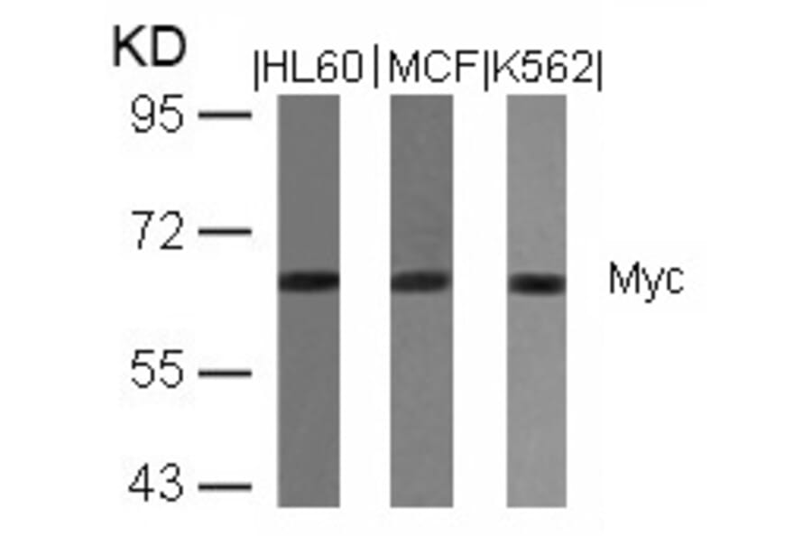 Western blot - Myc (Ab-358) Antibody from Signalway Antibody (21035) - Antibodies.com