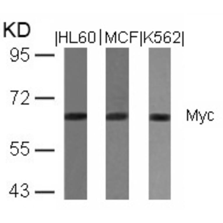 Western blot - Myc (Ab-358) Antibody from Signalway Antibody (21035) - Antibodies.com