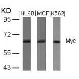 Western blot - Myc (Ab-358) Antibody from Signalway Antibody (21035) - Antibodies.com