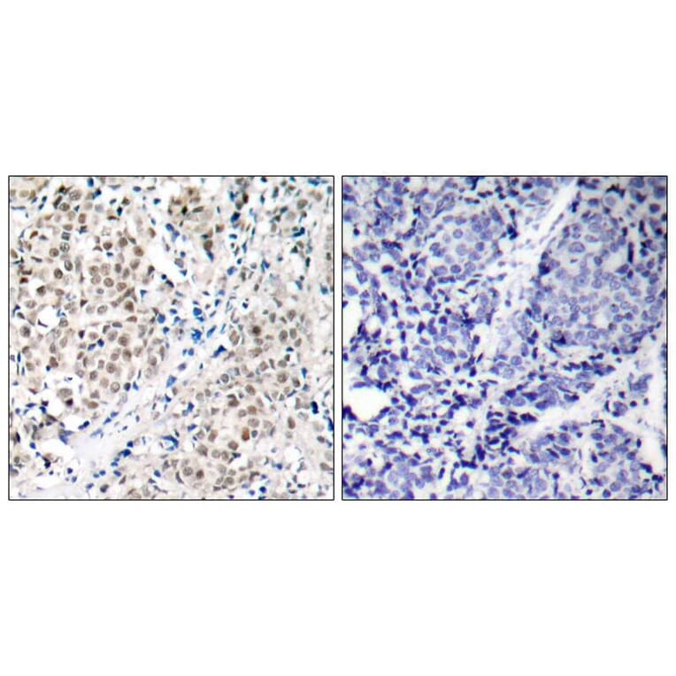 Immunohistochemistry - Myc (Ab-358) Antibody from Signalway Antibody (21035) - Antibodies.com