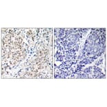 Immunohistochemistry - Myc (Ab-358) Antibody from Signalway Antibody (21035) - Antibodies.com