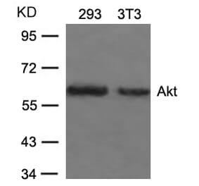 Western blot - Akt (Ab-473) Antibody from Signalway Antibody (21054) - Antibodies.com