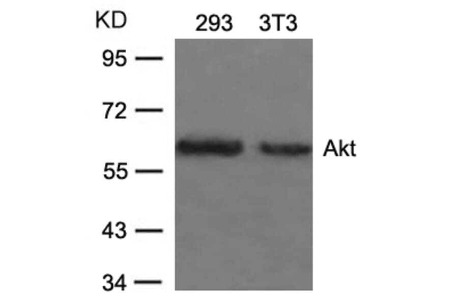 Western blot - Akt (Ab-473) Antibody from Signalway Antibody (21054) - Antibodies.com