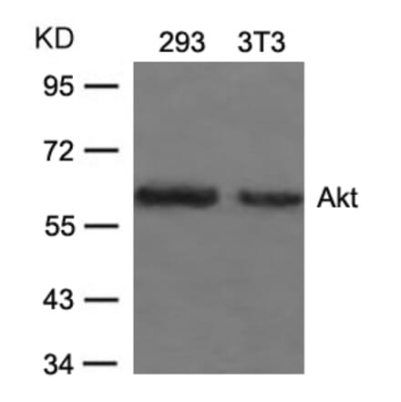 Western blot - Akt (Ab-473) Antibody from Signalway Antibody (21054) - Antibodies.com