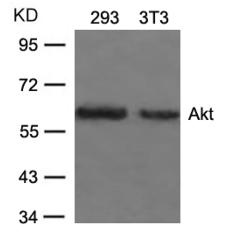 Western blot - Akt (Ab-473) Antibody from Signalway Antibody (21054) - Antibodies.com