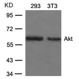 Western blot - Akt (Ab-473) Antibody from Signalway Antibody (21054) - Antibodies.com