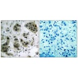 Immunohistochemistry - Akt (Ab-473) Antibody from Signalway Antibody (21054) - Antibodies.com