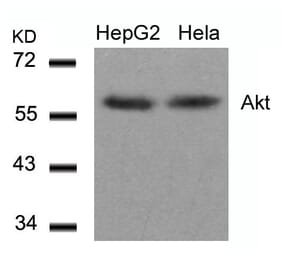 Western blot - Akt (Ab-308) Antibody from Signalway Antibody (21055) - Antibodies.com