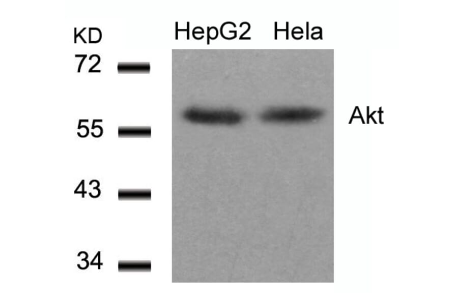 Western blot - Akt (Ab-308) Antibody from Signalway Antibody (21055) - Antibodies.com
