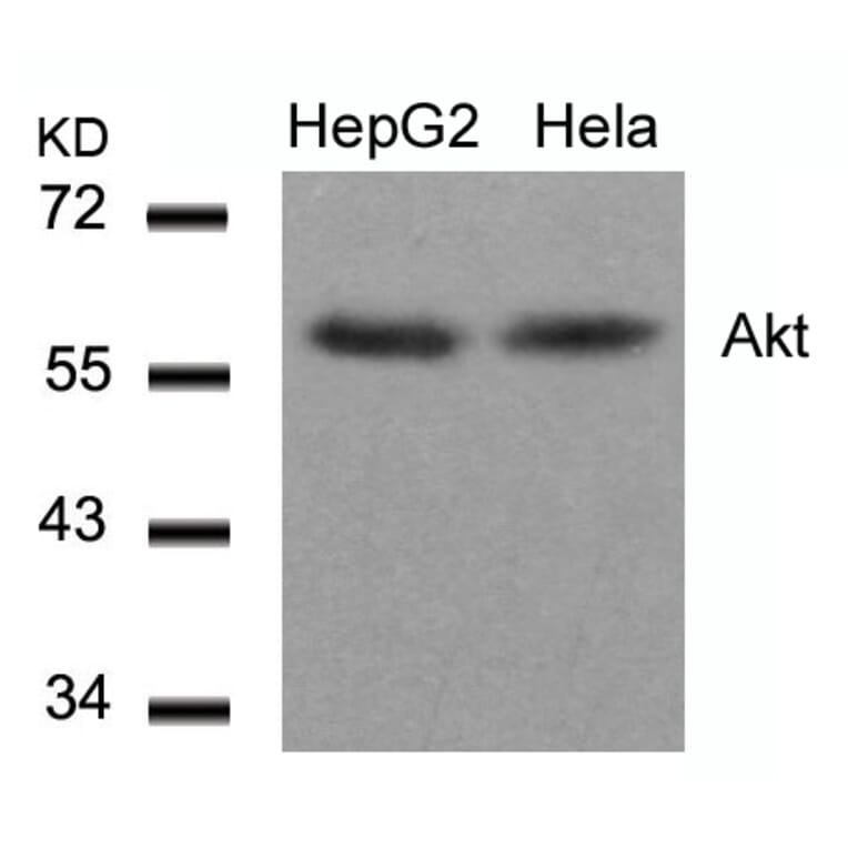 Western blot - Akt (Ab-308) Antibody from Signalway Antibody (21055) - Antibodies.com