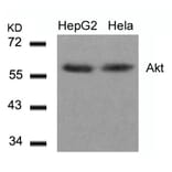 Western blot - Akt (Ab-308) Antibody from Signalway Antibody (21055) - Antibodies.com