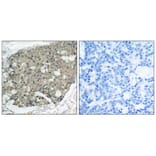 Immunohistochemistry - Akt (Ab-308) Antibody from Signalway Antibody (21055) - Antibodies.com