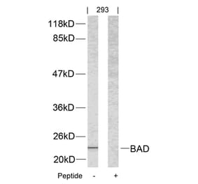 Western blot - BAD (Ab-112) Antibody from Signalway Antibody (21062) - Antibodies.com