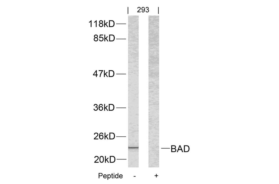 Western blot - BAD (Ab-112) Antibody from Signalway Antibody (21062) - Antibodies.com