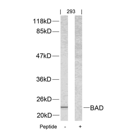 Western blot - BAD (Ab-112) Antibody from Signalway Antibody (21062) - Antibodies.com