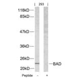 Western blot - BAD (Ab-112) Antibody from Signalway Antibody (21062) - Antibodies.com