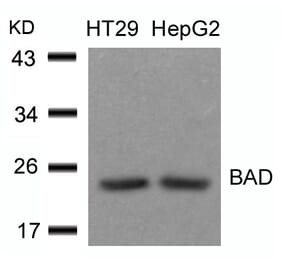 Western blot - BAD (Ab-136) Antibody from Signalway Antibody (21063) - Antibodies.com