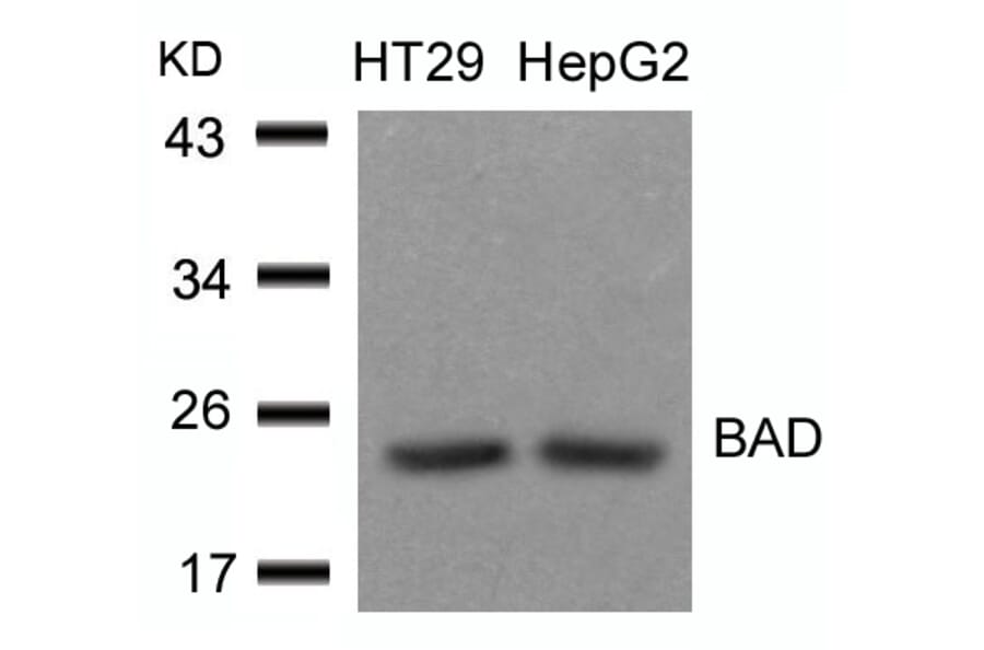 Western blot - BAD (Ab-136) Antibody from Signalway Antibody (21063) - Antibodies.com