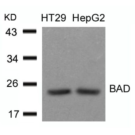 Western blot - BAD (Ab-136) Antibody from Signalway Antibody (21063) - Antibodies.com