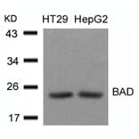 Western blot - BAD (Ab-136) Antibody from Signalway Antibody (21063) - Antibodies.com